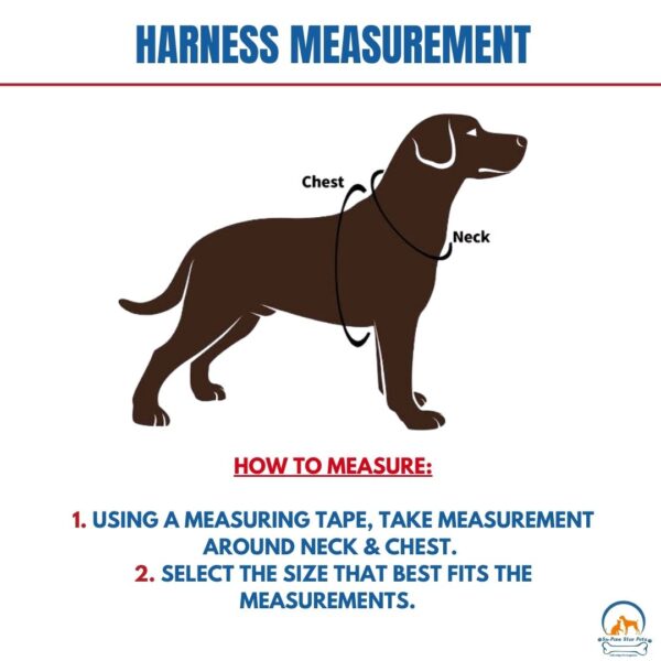 Dress Harness with Leash- XL - Image 3
