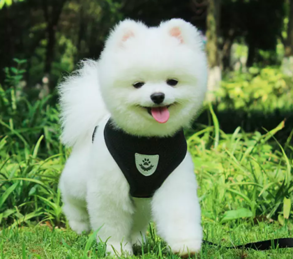 Harness with Leash- Black - Image 2