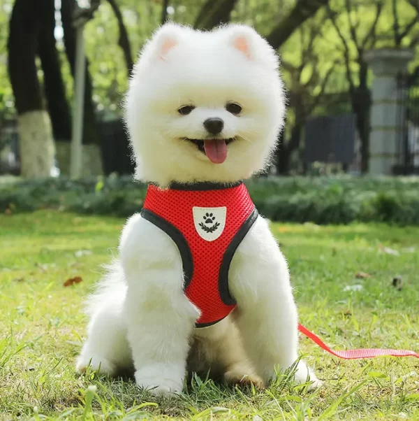 Harness with Leash- Red - Image 2