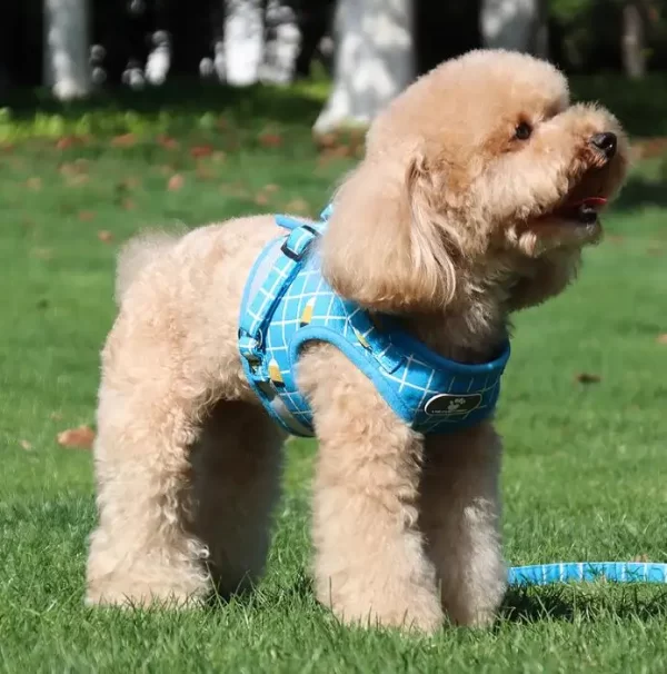 Harness with Leash - Image 2