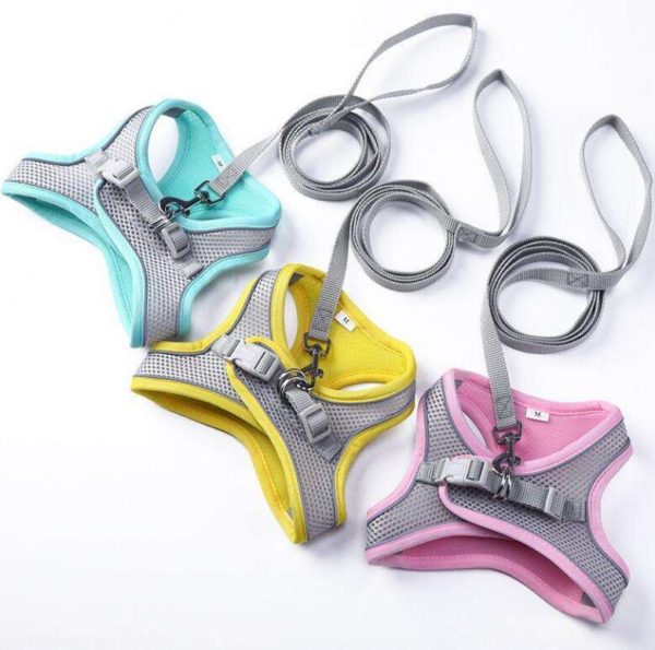 Harness With Leash