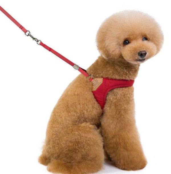 Harness With Leash