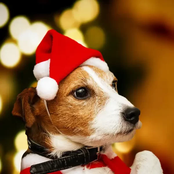 Christmas Hat - Image 2