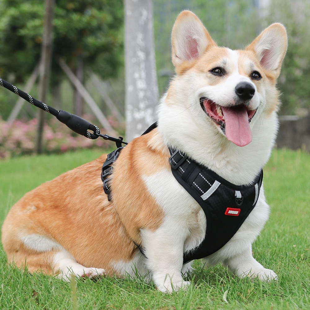 Pet Harness - Image 2