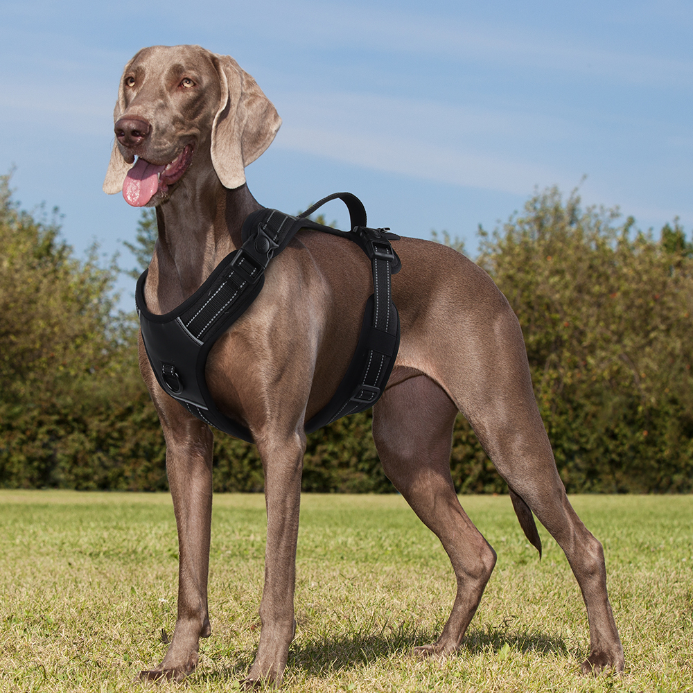 Adjustable No-Pull Dog Harness - Image 2